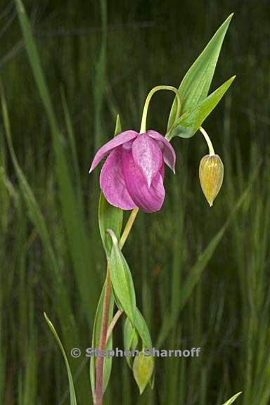 calochortus amoenus 1 graphic